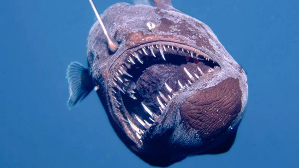 Terming finding: a black devil fish was first seen on the surface