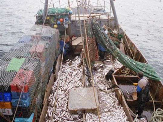 pesca
