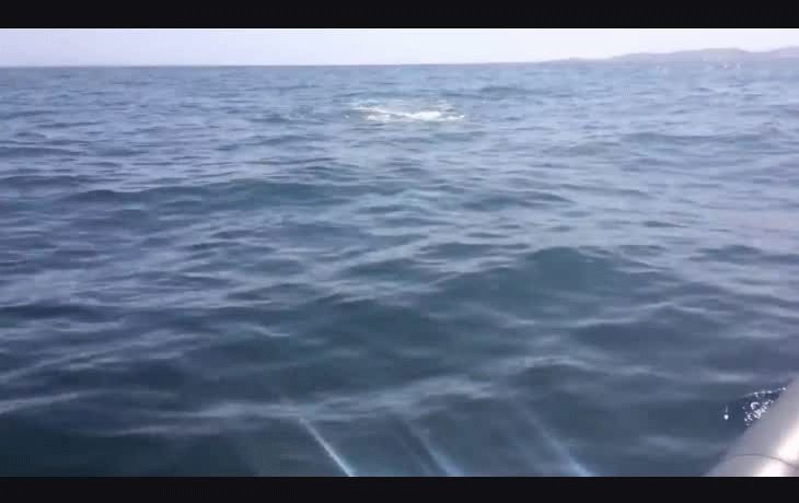 Dos orcas atacaron a un tiburón blanco de cuatro metros