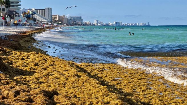 Sargazo en playas de Quinatana Roo.