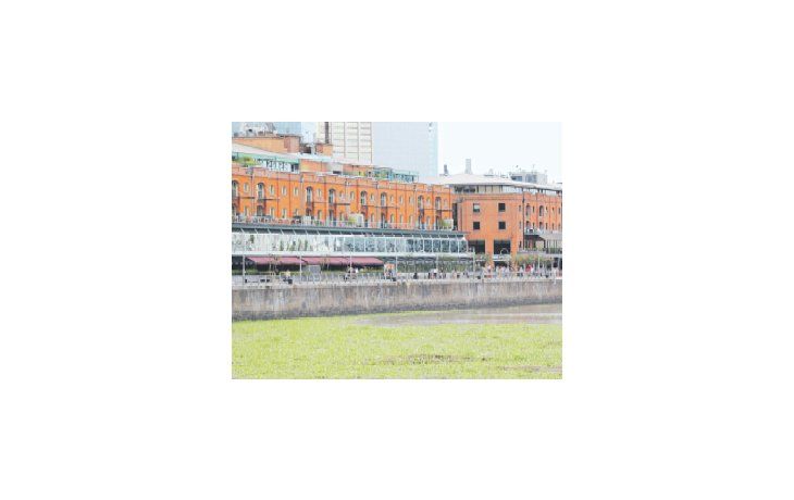 Las aguas de Puerto Madero se cubrieron ayer de camalotes que provienen de  la zona sur de la provincia de Buenos Aires.