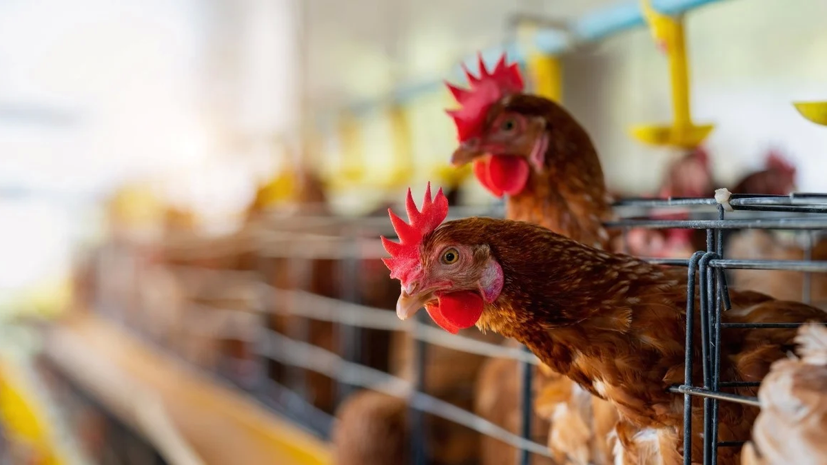 Incredible increase in poultry meat exports, with 111% in the first quarter