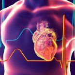 Un estudio identifica a Ruminococcus gnavus como bacteria intestinal protectora frente a la fibrilación auricular y la fibrosis cardiaca. Un estudio identifica a Ruminococcus gnavus como bacteria intestinal protectora frente a la fibrilación auricular y la fibrosis cardiaca.