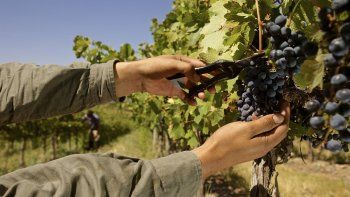 En Neuquén se producen vinos con las variedades Pinot Noir, Malbec, Cabernet, Sauvignon Blanc y semillón, entre otros. En Neuquén se producen vinos con las variedades Pinot Noir, Malbec, Cabernet, Sauvignon Blanc y semillón, entre otros.