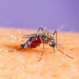 Aedes Aegypti es el mosquito capaz de transmitir dengue. Aedes Aegypti es el mosquito capaz de transmitir dengue.