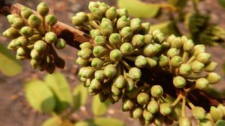 El capiri, una fruta que buscan conservar en México. El capiri, una fruta que buscan conservar en México.