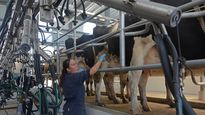 Los productores lecheros reclaman mayor apoyo institucional para reactivar el sector.
