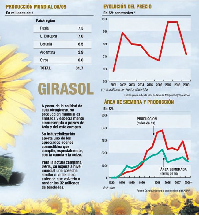 El girasol sigue en retirada y sólo la lluvia puede alentarlo