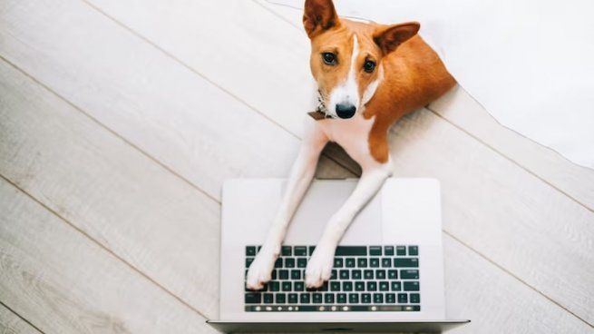 Mascotas.