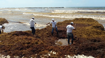Sargazo invade Quintana Roo en 2026.