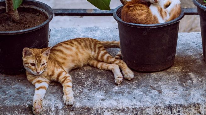 Elementos del hogar que pueden ser peligrosos para tus gatos.&nbsp;