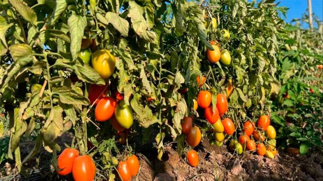 Un productor salteño de hortalizas abrió las puertas de su finca para regalar la verduras.&nbsp;