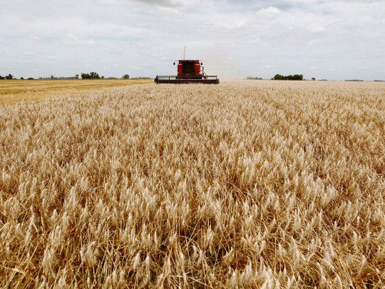 Expectativas por las exportaciones de trigo a Brasil