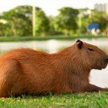Los dueños e inquilinos demostraron preocupación por el levantamiento de las medidas cautelares que frenaban obras, intervenciones y fumigaciones en Nordelta. Los dueños e inquilinos demostraron preocupación por el levantamiento de las medidas cautelares que frenaban obras, intervenciones y fumigaciones en Nordelta.