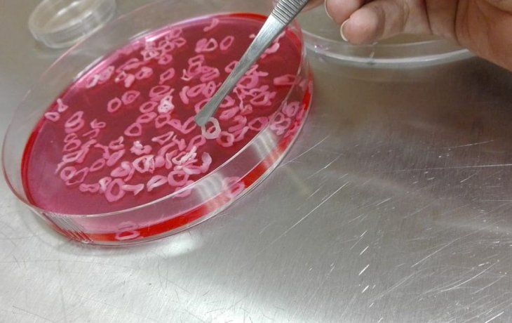 carne cultivada en laboratorios, la estrategia alimentaria del futuro