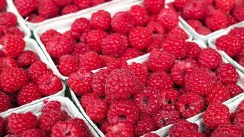 Las frambuesas son especialmente ricas en antioxidantes y vitamina A.