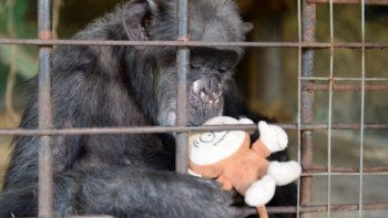 murio en italia la chimpance mas anciana de europa a los 49 anos