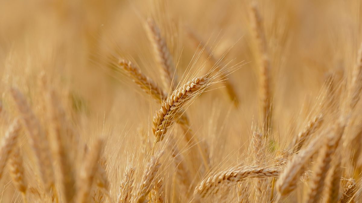 Las exportaciones de granos de Ucrania cayeron un 29,6% interanual
