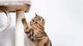 El rascado en gatos responde a necesidades naturales y puede intensificarse por estrés, aburrimiento o falta de estímulos.