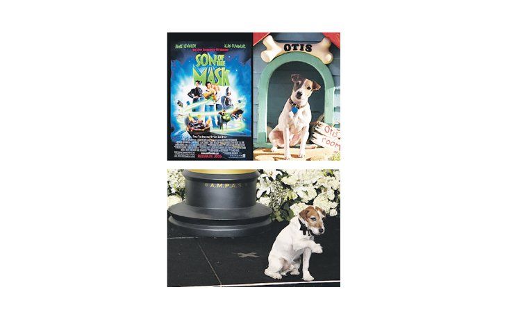 ámbito.com | Los actores «Milo» y «Uggie». Uno protagonizó «La máscara» hace varios años, y el otro ganó el Oscar el domingo por «El artista».