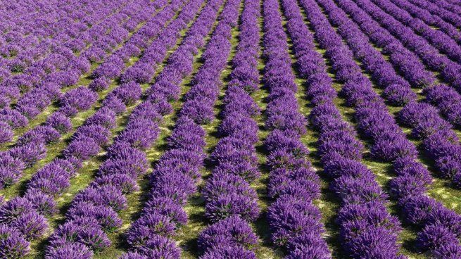 Campo de lavanda.