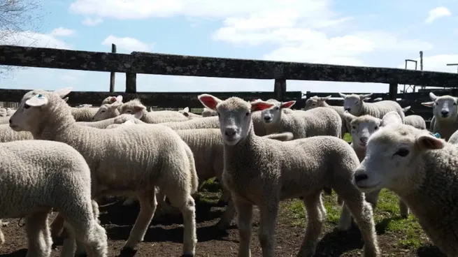 Argelia demandaría 1 millón de corderos al Uruguay para el Ramadán.