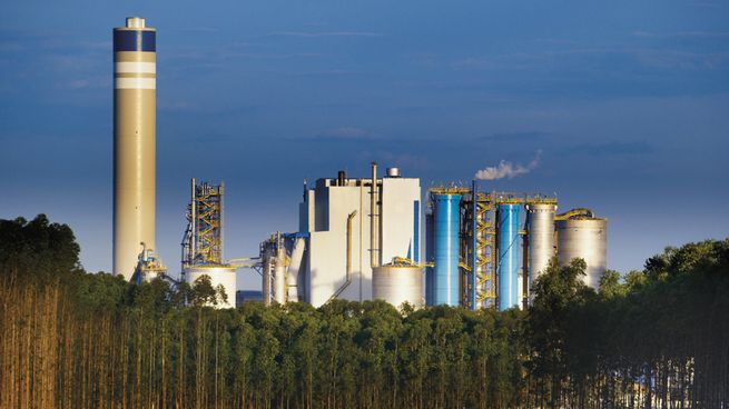 La compañía brasileña Suzano es la mayor productor de celulosa del mundo.