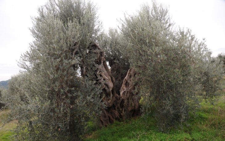 Italia trata de salvar al Patriarca, un olivo milenario