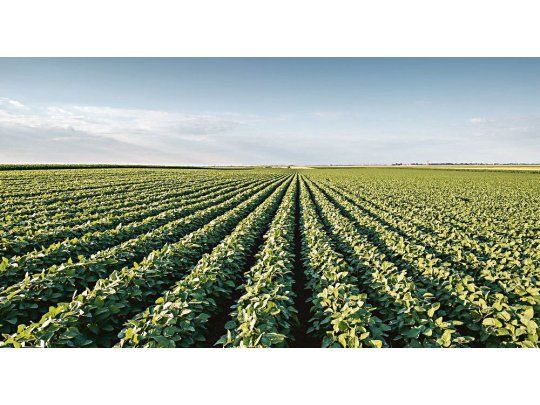 PROYECCIONES INTERNACIONALES. Los analistas indican que el área con soja en Estados Unidos sufriría un recorte de alrededor de 1,86 millones de hectáreas, pero mejoría la demanda.