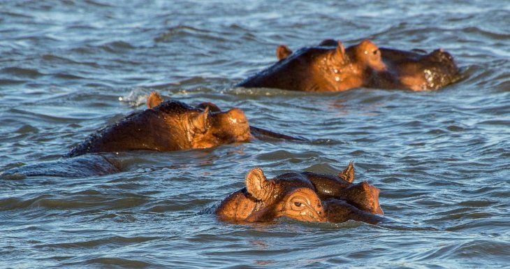 Su naturaleza territorial y agresiva pone en riesgo a los seres vivos de la zona, incluso a los humanos. Su naturaleza territorial y agresiva pone en riesgo a los seres vivos de la zona, incluso a los humanos.