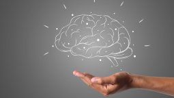 Cerebro.&nbsp;