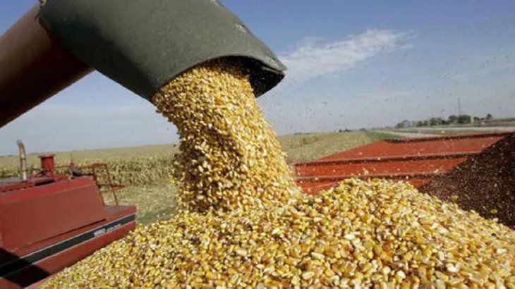 Hay millones de toneladas de maíz para liquidar.