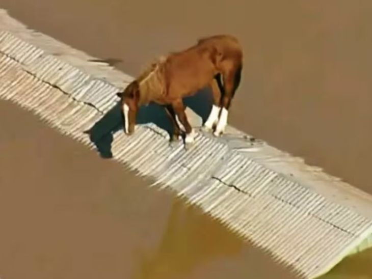 El caballo Caramelo fue rescatado de un techo en las inundaciones de Rio Grande do Sul.