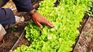 The credit adds to the battery of measures that the government has promoted to alleviate the effects of the drought. The credit adds to the battery of measures that the government has promoted to alleviate the effects of the drought.