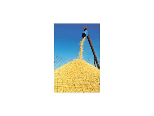 El área sembrada con arroz en Entre Ríos durante la campaña 2009/2010 fue mayor en casi cinco mil hectáreas que el ciclo anterior, pero el rinde promedio tuvo una merma de 920 kilos por hectárea.