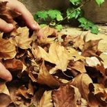 Esta nueva tendencia se trata de aceptar los procesos naturales sin intervenir de más. Esta nueva tendencia se trata de aceptar los procesos naturales sin intervenir de más.