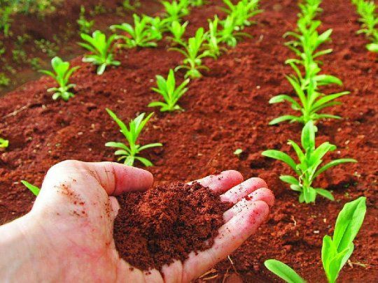 Será necesario que reduzcamos el impacto ambiental de las plantas y que permitamos a los agricultores evolucionar hacia prácticas agrícolas sostenibles y regenerativas