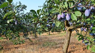 El árbol para espacios reducidos que da frutos, sombra y no levanta el piso. El árbol para espacios reducidos que da frutos, sombra y no levanta el piso.