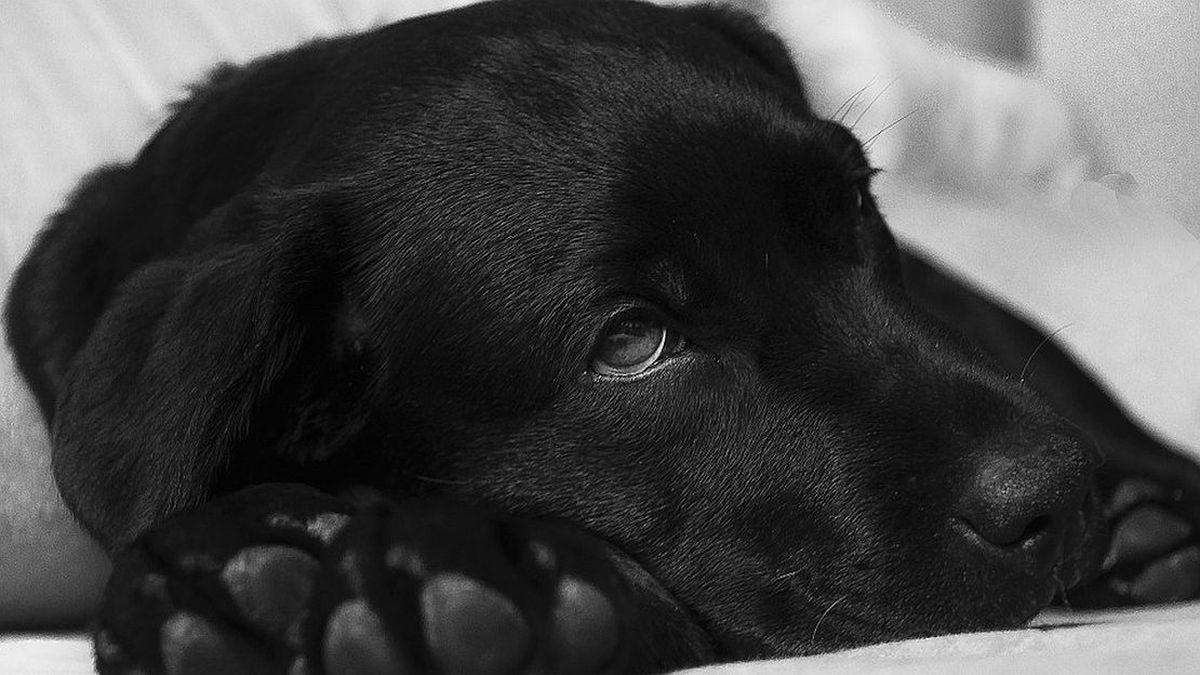 Do dogs pretend to be sick? The surprising reason behind their behavior