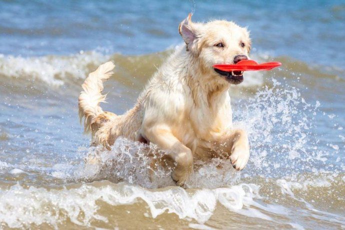 nadar en agua salada es malo para los perros