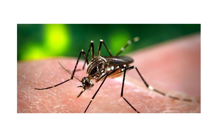 Se registraron alrededor de 2100 casos de dengue en la provincia