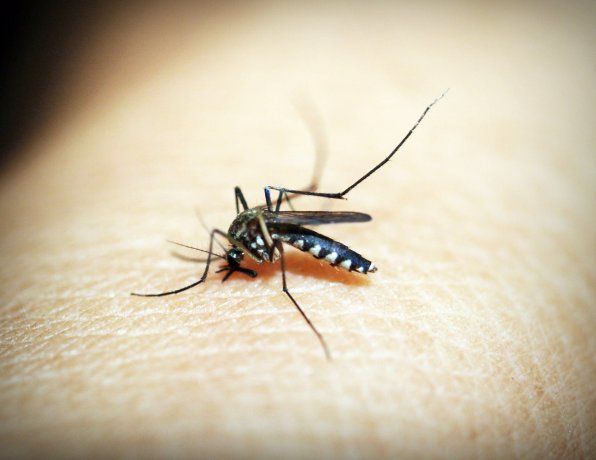 Los colores que hay que evitar usar para atraer al dengue.