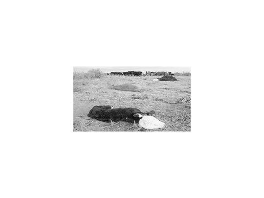 En el año que comienza no se revertirá durante el primer mes la actual tendencia de falta de precipitaciones. En 2008, el agro argentino sufrió pérdidas a causa de la peor sequía en 100 años.