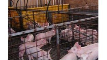 Consumo de cerdo aumentó 23% en lo que va del año
