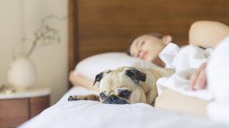 Much more than a simple habit: sleeping with your dog talks about your personality as indicated by psychology. Much more than a simple habit: sleeping with your dog talks about your personality as indicated by psychology.