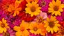 The flowers do not grow so much in winter, but they can be strengthened against low temperatures. The flowers do not grow so much in winter, but they can be strengthened against low temperatures.
