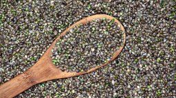 Add these seeds to your meals to give them a touch of taste and healthy benefits. Add these seeds to your meals to give them a touch of taste and healthy benefits.