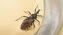 enfermedad de chagas: 7 de cada 10 personas que la padecen no lo saben