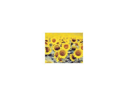La cosecha de girasol 2009/10 mermaría a 32,07 millones de toneladas desde los 33,2 millones de la campaña anterior.
