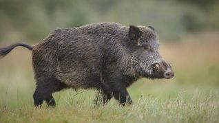 La víctima buscaba chanchos salvajes para cazar.